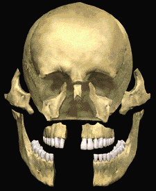 Maxillofacial region